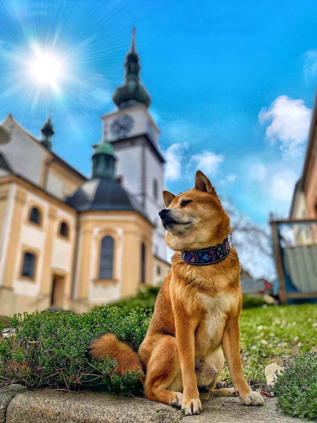 Cestovatelské okénko se psem po Třebíči (3)